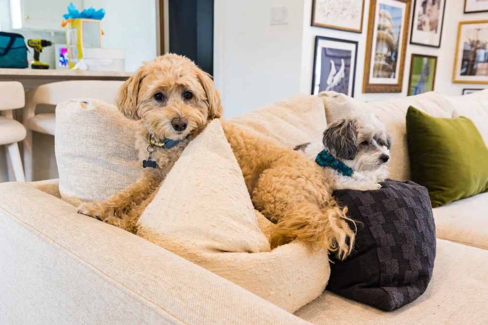 Logan Lester’s two dogs lounging on her Crypton fabric sofa