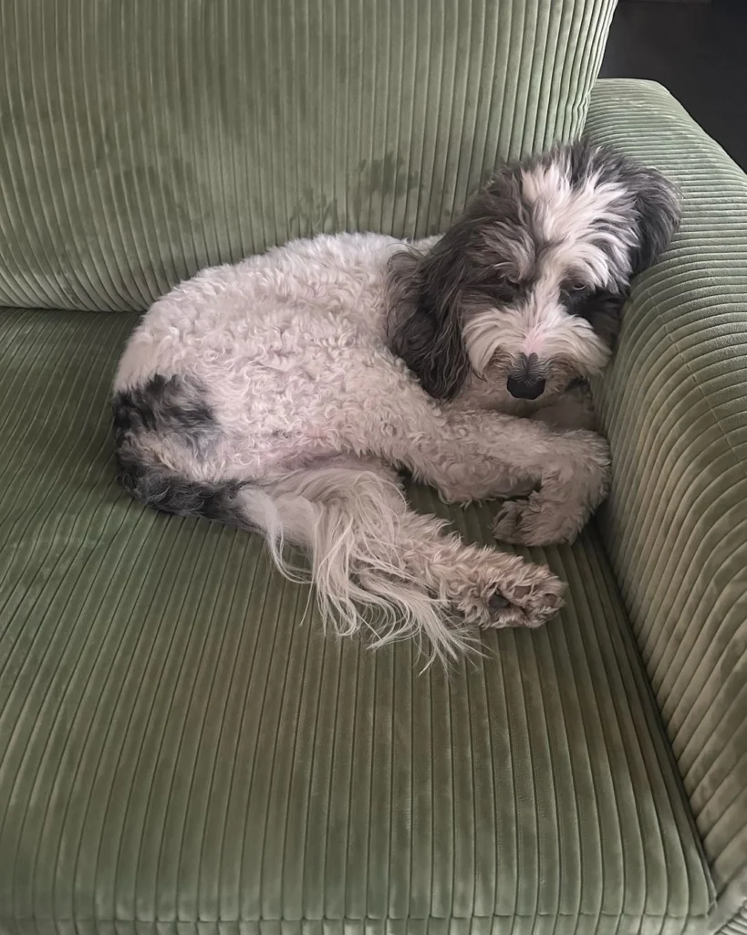 Dog on upholstered couch