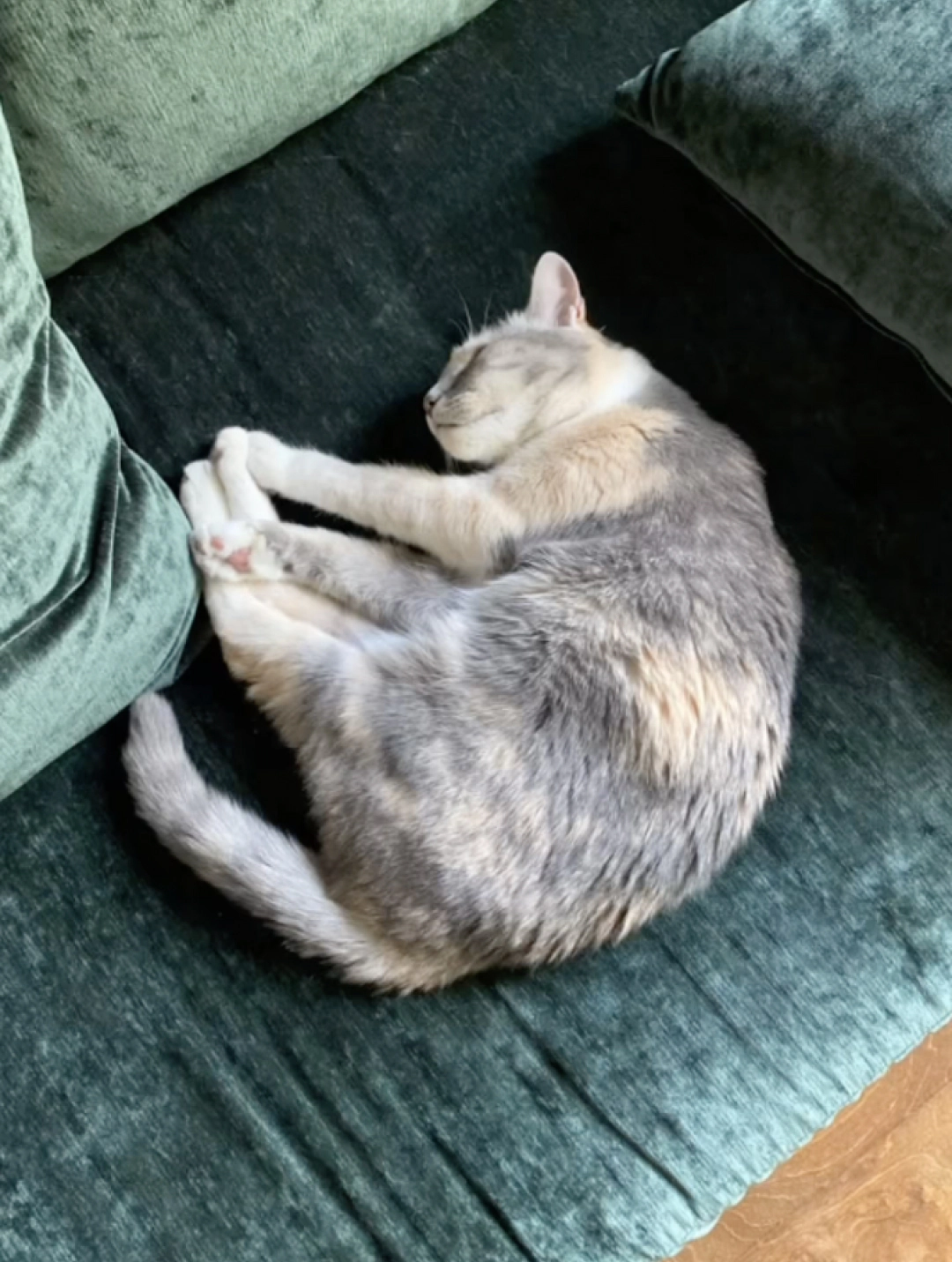 cat on couch